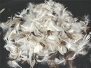 Tp. Hồ Chí Minh: Bán lông gà lông vịt khô số lượng lớn CL1435749