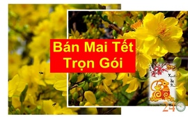 Mua Bán Và Cho Thuê Mai Tết