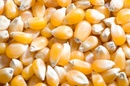 Tp. Hồ Chí Minh: Bán bắp hạt vàng Việt Nam, Ấn Độ có độ ẩm 15-16% RSCL1674940