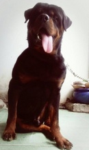 Tp. Hồ Chí Minh: HCM - Phối giống chó Rottweiler thuần chủng, có giấy VKA và chip xmtt CL1447870