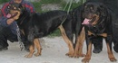 Tp. Hồ Chí Minh: HCM - Phối giống chó Rottweiler có giấy VKA bao đậu. CL1451390