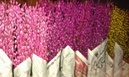 Tp. Hồ Chí Minh: Bán buôn hoa tầm xuân giá rẻ nhất hà nội CL1451367
