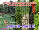 Tp. Hồ Chí Minh: Nông dân Đaklak cần bán tiêu, cung cấp tiêu daklak CL1450992
