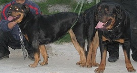 Phối giống chó Rottweiler thuần chủng có gia phả, khu vực tpHCM