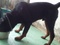 [1] Phối giống chó Rottweiler thuần chủng có gia phả, khu vực tpHCM