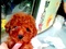 [4] Chuyên bán chó POODLE " Toy - Tiny - TeaCup". Giá tốt !!!