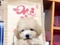 [3] Chuyên bán chó POODLE " Toy - Tiny - TeaCup". Giá tốt !!!