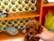 [2] Chuyên bán chó POODLE " Toy - Tiny - TeaCup". Giá tốt !!!