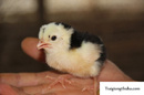 Tp. Hà Nội: Cung cấp gà quý phi giống từ Anh quốc CAT236_238_245P9