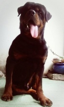 Tp. Hồ Chí Minh: HCM – Nhận PHỐI Giống chó ROttweiler thuần , cao To , có GIA Phả CL1473857