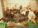 Tp. Hồ Chí Minh: Cung Cấp Gà Tre Thịt CL1463995