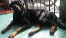 Tp. Hồ Chí Minh: HCM - Phối giống chó Rottweiler có gia phả, giá ưu đãi 2tr5 Bao đậu. CL1451390