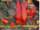 Tp. Hồ Chí Minh: Nấm ngọc cẩu- Bổ thận, tráng dương, tăng sinh lý CL1465833