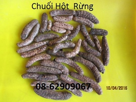 Chuối Hột Rừng- chữa tê thấp, lợi tiểu , tán sỏi, hết nhức mỏi