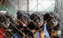 Tp. Hồ Chí Minh: Địa Chỉ Bán Chó Becgie, Rottweiler Uy Tín ở Tphcm có bảo hành sức khỏe thuần chủ CL1488115