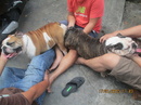 Tp. Hồ Chí Minh: Bán mấy em english bulldog sanh 22/ 03 tại gia CL1488115