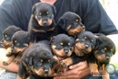 Tp. Hồ Chí Minh: Bán Chó Rottweiler, Bán Chó Becgie, Bán Chó Con CL1547293P9