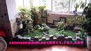Tp. Hà Nội: Vườn thẳng đứng, cây xanh công trình, hòn non bộ, đài phun nước nghệ thuật CL1504264P2