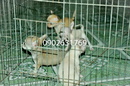 Tp. Hồ Chí Minh: chó chihuahua thuần chủng, siêu nhỏ CL1029139P3