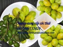 Tp. Hồ Chí Minh: cung cấp cóc thái (cóc bao tử) CL1503628