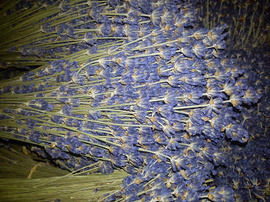 Hoa khô nhập khẩu tại Hà Nội, Hoa lavender khô, Hoa lavendin khô, Hoa tuyết, hoa đu