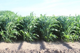 Hạt giống cỏ lai Super BMR, hạt giống cỏ bắp, hạt giống cỏ cao lương nhập từ Mỹ