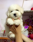 Quảng Nam: cho poodle duc mau trang CL1515624