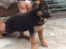 Tp. Hà Nội: bán đàn chó Becgie thuần chủng bố nhập từ Đức có giấy tờ chứng minh RSCL1205140