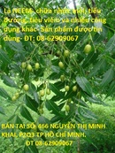 Tp. Hồ Chí Minh: Lá NEEM- Dùng chữa tiểu đường, tiêu viêm và các công dụng khác, giá rẻ CL1522489