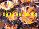 Tp. Hồ Chí Minh: Cách chế biến nhum biển, cách chế biến cầu gai, món ngon từ nhum biển, cầu gai CL1527899