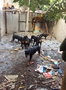 Tp. Hồ Chí Minh: Cần bán toàn bộ chó rottweiler có VKA CL1672690P10