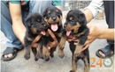 Tp. Hồ Chí Minh: Bán Và Nhận Phối Giống Chó Tiny, Toy Poodle, Rottweiler Và Chó Lạp Xưởng CL1646752P9