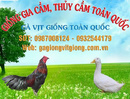 Tp. Hồ Chí Minh: Bán giống gia câm chất lượng toàn quốc CL1574484P6