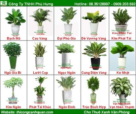 Cho thuê cây cảnh, cây để bàn, cây trưng bày sự kiện