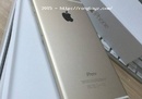 Tp. Đà Nẵng: Bán iphone 6plus 16gb gold bản quốc tế CL1565884P5