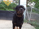 Tp. Hồ Chí Minh: Phối giống Rottweiler Đức size lớn CL1700088P11