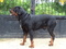 [4] Rottweiler Đức dòng Đại