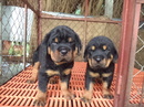 Tp. Hồ Chí Minh: Rottweiler Đức dòng Đại CL1667442P7