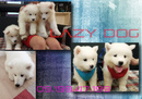 Tp. Hồ Chí Minh: Lazy Dog chuyên cún Samoyed- Bạch tuyết rừng già Nga CL1599286P2