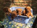 Tp. Hà Nội: Tìm nhà mới cho các bé toy poodle 2 tháng tuổi CL1675512P7