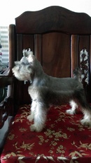 Tp. Hồ Chí Minh: Chó Schnauzer CL1701644P8