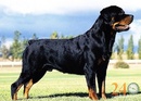 Tp. Hồ Chí Minh: Bán Chó Rottweiler, Becgie Giá Rẻ CL1075562P6