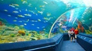 Tp. Hồ Chí Minh: Du lịch tại Thế giới thủy cung Underwater World Singapore CL1077815P14
