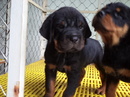 Tp. Hồ Chí Minh: Rottweiler dòng Đại CL1701914P9