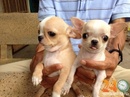 Tp. Hồ Chí Minh: Phối Giống Chó Chihuahua Poodle CL1587149P8