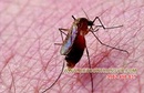 Tp. Hồ Chí Minh: diệt muỗi, dịch vụ diệt muỗi giá rẻ CL1584796