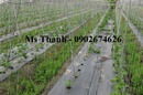 Tp. Hà Nội: Lưới làm giàn trồng dưa, trồng bí CL1593352P4
