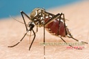 Tp. Hồ Chí Minh: Dịch vụ diệt muỗi, diệt muỗi an toàn CL1595426