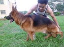 Tp. Hà Nội: Trại chó becgie chuyên cung cấp chó becgie GSD con thuần chủng RSCL1555108