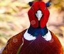 Bình Dương: chim trĩ đỏ khoan cổ giống , thịt , gà ba lan , gà vẩy cá đít bự , trĩ 7 màu CL1697874